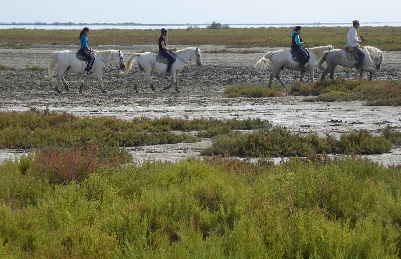 24 8 Camargue 077