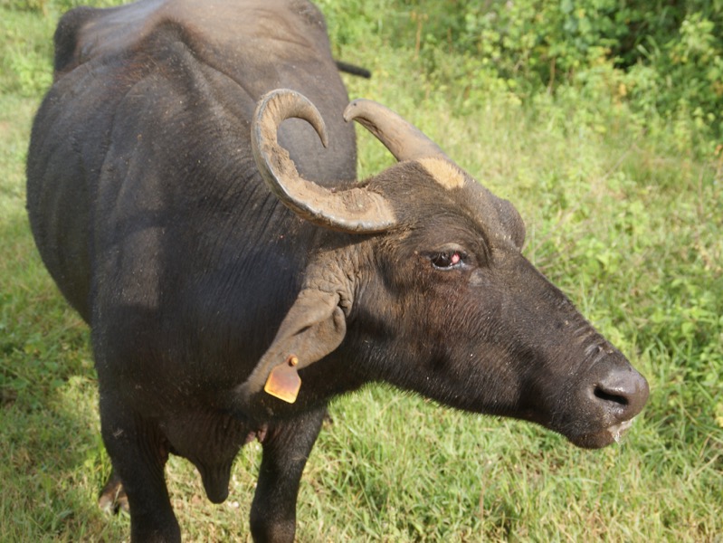 Udawalawe Nationalpark > Wasserbüffel