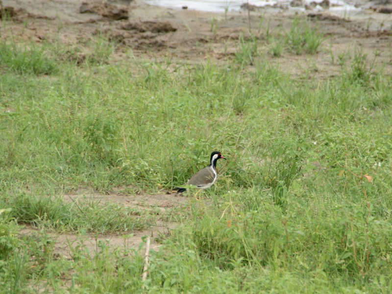 Udawalawe Nationalpark > Rotlappenkiebitz