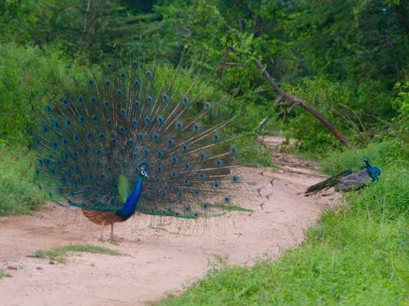 Udawalawe Nationalpark > Pfaue