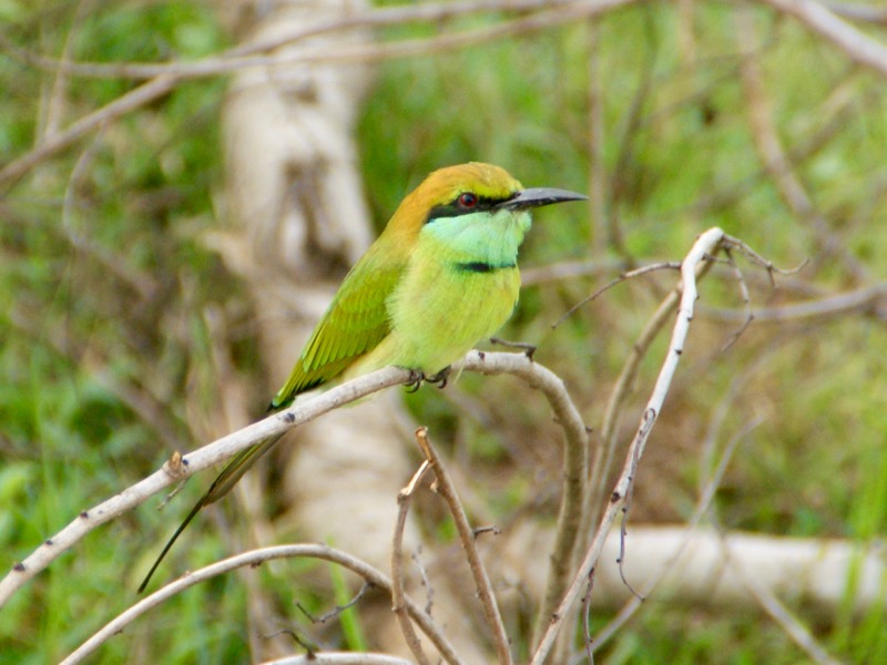 Udawalawe Nationalpark > Smaragdspint