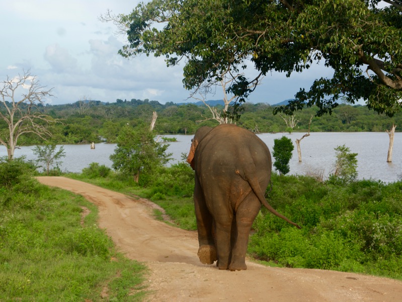 Udawalawe Nationalpark > Elefantenbulle