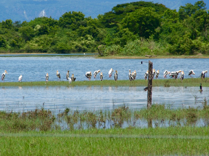 Udawalawe Nationalpark > Buntstörche