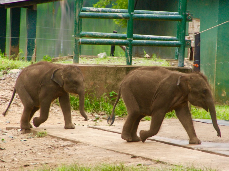 Udawalawe Nationalpark > Elephant-Transit-Home