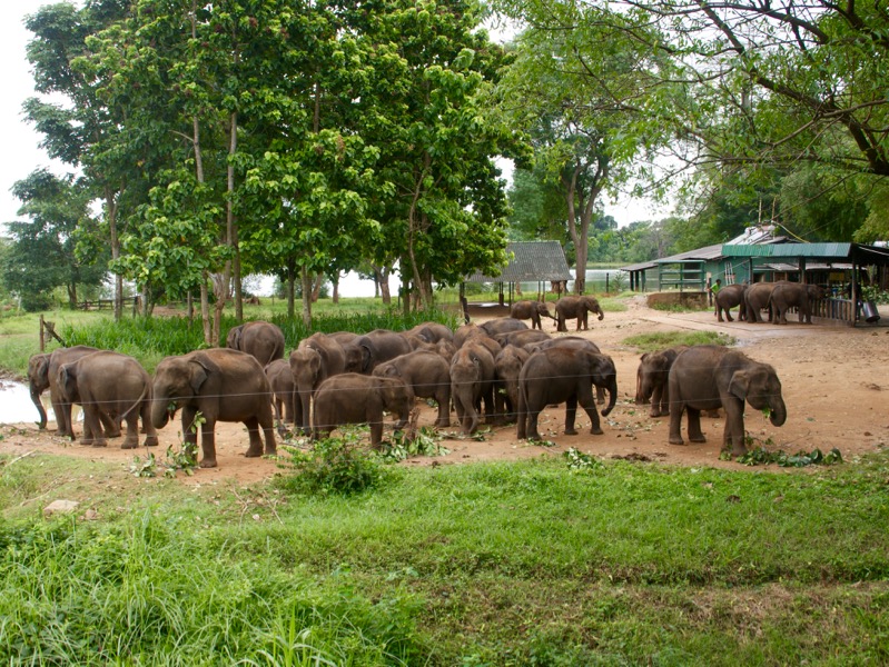Udawalawe Nationalpark > Elephant-Transit-Home
