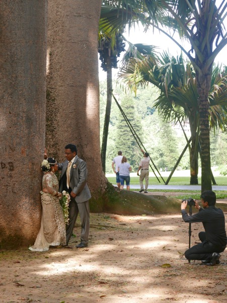 Kandy > Botanischer Garten Peradeniya