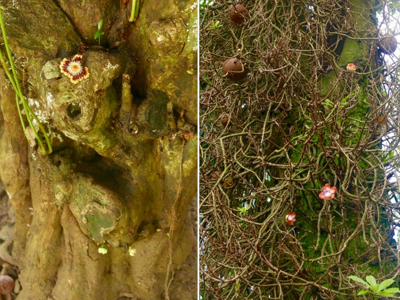 Kandy > Botanischer Garten Peradeniya