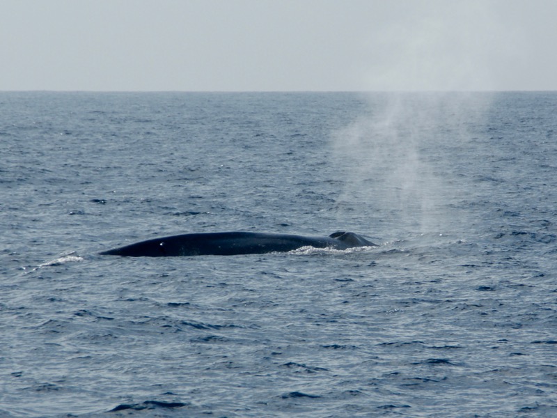 Mirissa > Whale-Watching > Blauwale