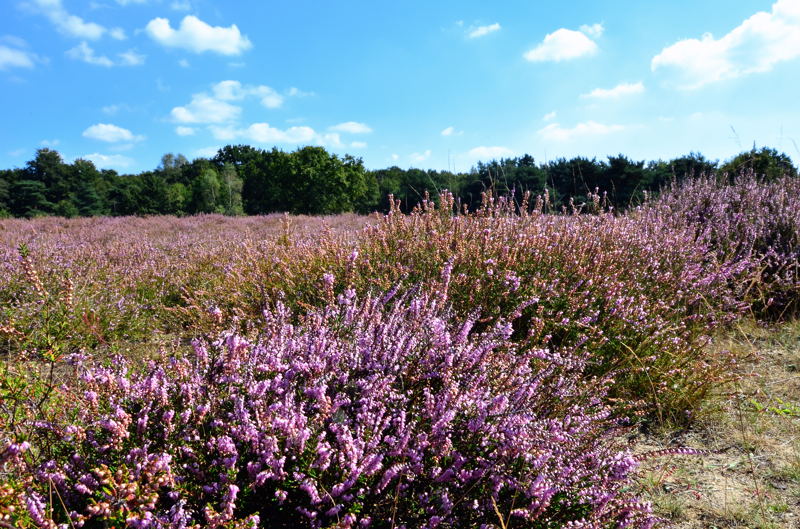 Westruper Heide DSC_7871