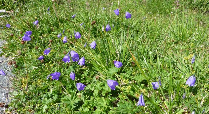 A:KTN>Fahrt zum Großklockner>Blumen3