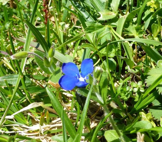 A:KTN>Fahrt zum Großklockner>Blumen4