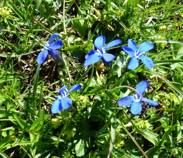 A:KTN>Fahrt zum Großklockner>Blumen6