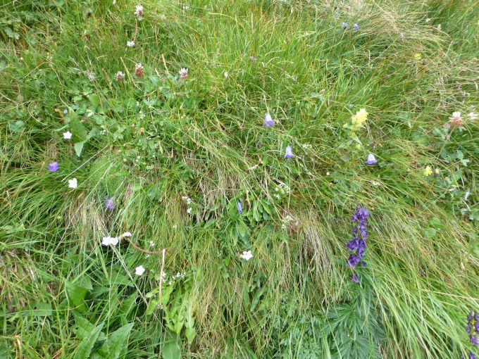 A:KTN>Fahrt zum Großklockner>Blumen1