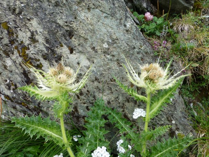 A:KTN>Fahrt zum Großklockner>Blumen9