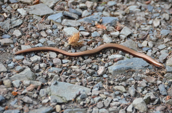 Rothaarsteig 5a 3