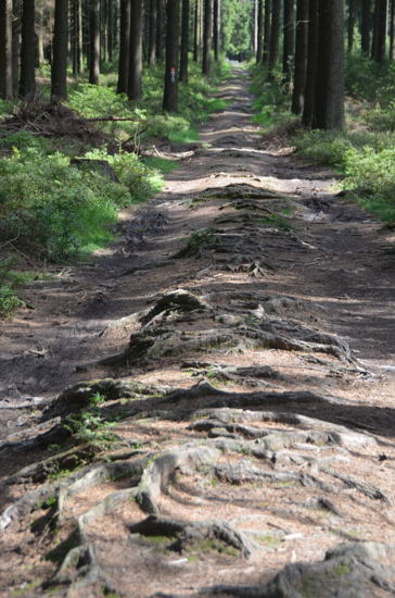 Rothaarsteig 5a 6