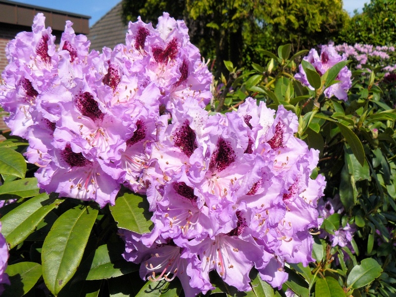 Rhodo1