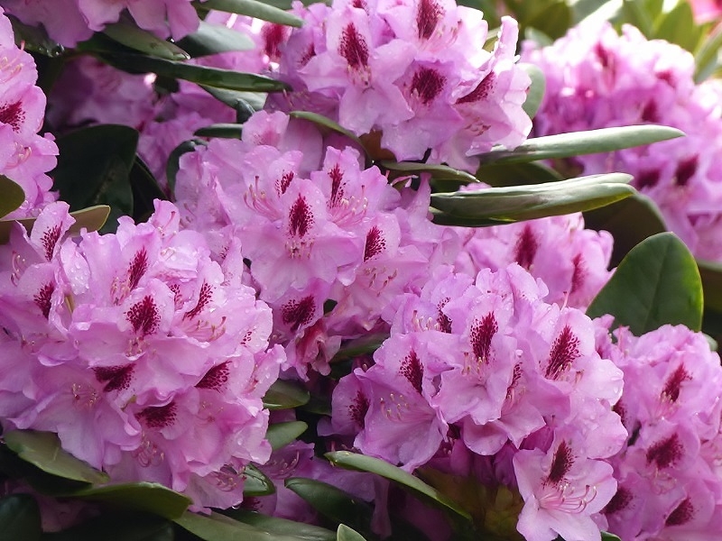 Rhodo11