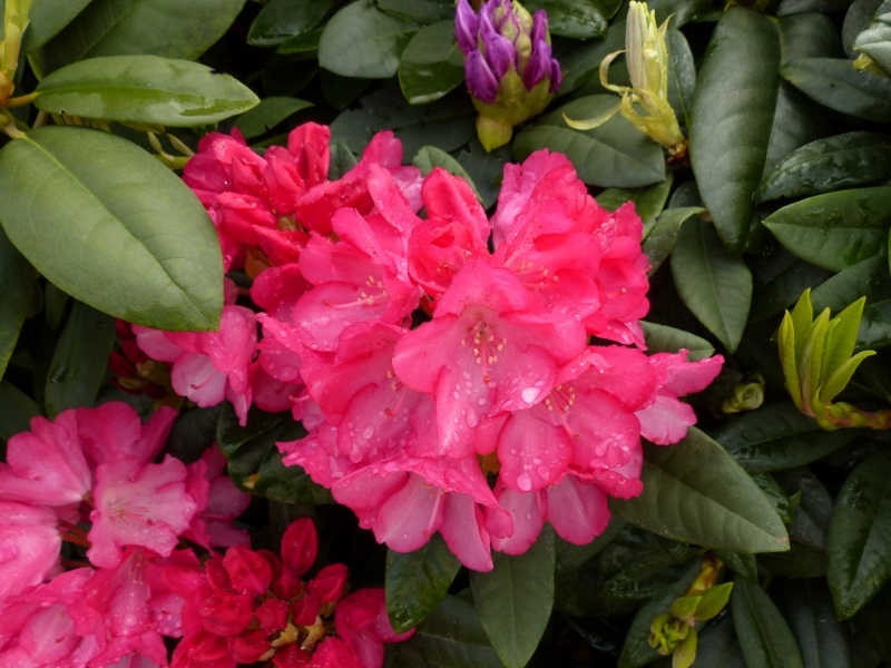 Rhodo7