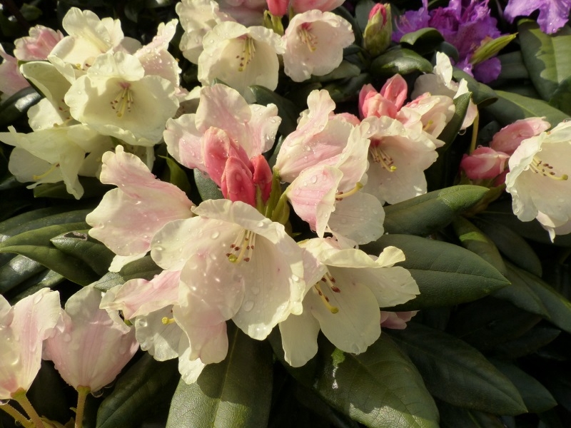 Rhodo8