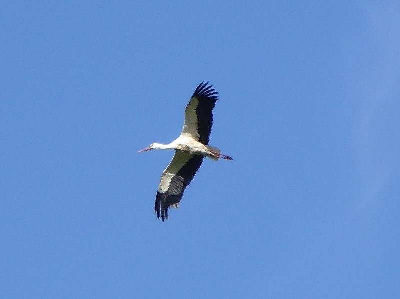 Storch (11)