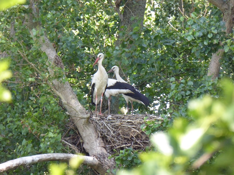 Storch (21)