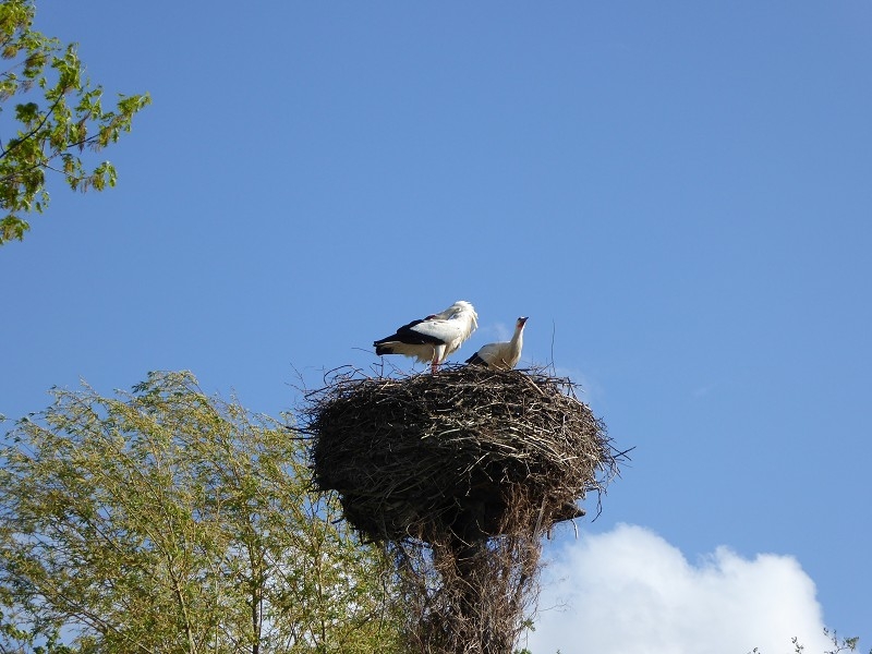 Storch (3)