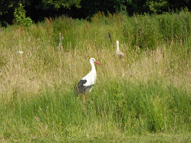 Storch (36)