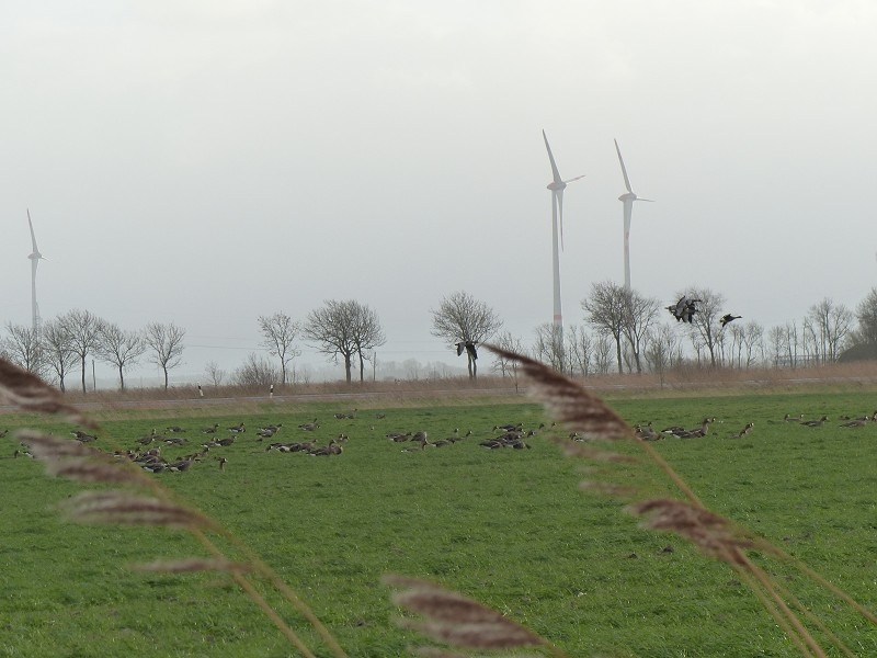 Sturm Nordsee (34)