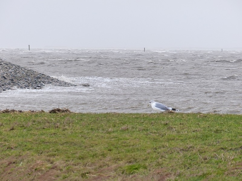 Sturm Nordsee (41)