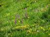Ackernalm 5 Ackernalm 5