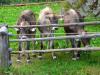 Zillertal grantig und lieblich 6 Zillertal grantig und lieblich 6