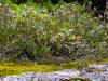 Zillertal grantig und lieblich Zillertal grantig und lieblich