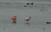 10 Chiemsee  Flamingos 003.jpg sk