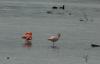 10 Chiemsee Flamingos 003.jpg sk 10 Chiemsee Flamingos 003.jpg sk