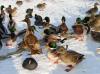 CHIEMSEE > Winter > Wasservögel