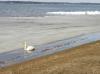 CHIEMSEE > Winterende > Schwan auf Futtersuche CHIEMSEE > Winterende > Schwan auf Futtersuche