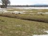 CHIEMSEE > Winterende > Wiesen mit Graugänsen CHIEMSEE > Winterende > Wiesen mit Graugänsen