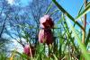 Großsteinbach - Schachblume Großsteinbach - Schachblume