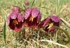 Großsteinbach - Schachblume Großsteinbach - Schachblume