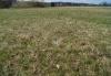 Großsteinbach > Schachblume Großsteinbach > Schachblume