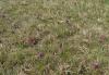Großsteinbach > Schachblume Großsteinbach > Schachblume