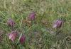 Großsteinbach > Schachblume Großsteinbach > Schachblume