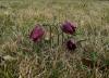 Großsteinbach > Schachblume Großsteinbach > Schachblume