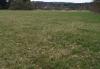Großsteinbach > Schachblume Großsteinbach > Schachblume