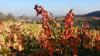 03 Heilbronn Weinsberg Weinberge 008.JPG 680 03 Heilbronn Weinsberg Weinberge 008.JPG 680