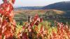 05 Heilbronn Weinsberg Weinberge 009.JPG 680 05 Heilbronn Weinsberg Weinberge 009.JPG 680