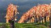 07 Heilbronn Weinsberg Weinberge 011.JPG 680 07 Heilbronn Weinsberg Weinberge 011.JPG 680