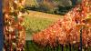 14 Heilbronn Weinsberg Weinberge 026.JPG 680 14 Heilbronn Weinsberg Weinberge 026.JPG 680
