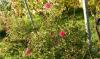 19 Heilbronn Weinsberg Weinberge 039.JPG 680 19 Heilbronn Weinsberg Weinberge 039.JPG 680